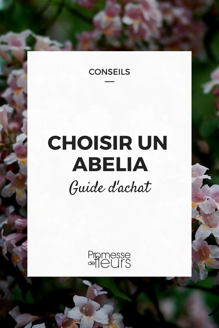 choisir un abelia