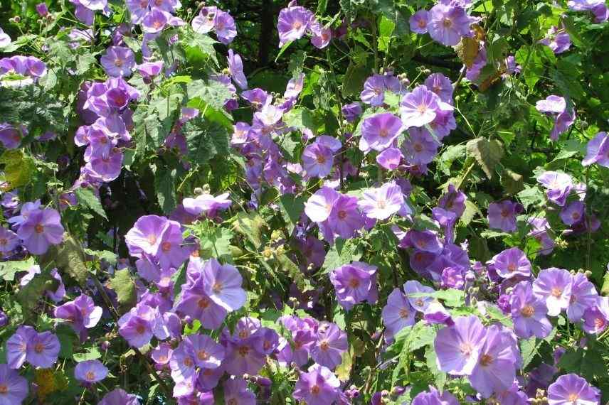 Abutilon, arbuste floraison violette fin de printemps