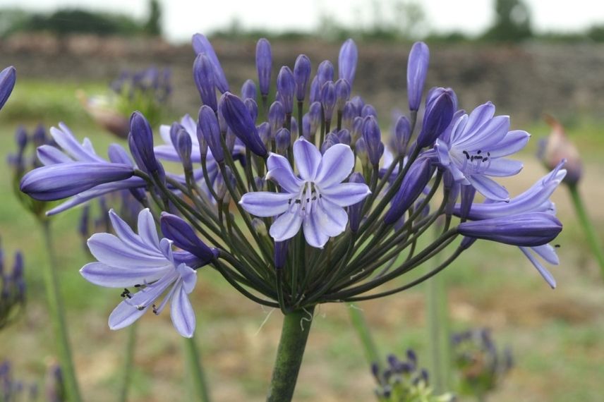 agapanthe persistante grande fleur