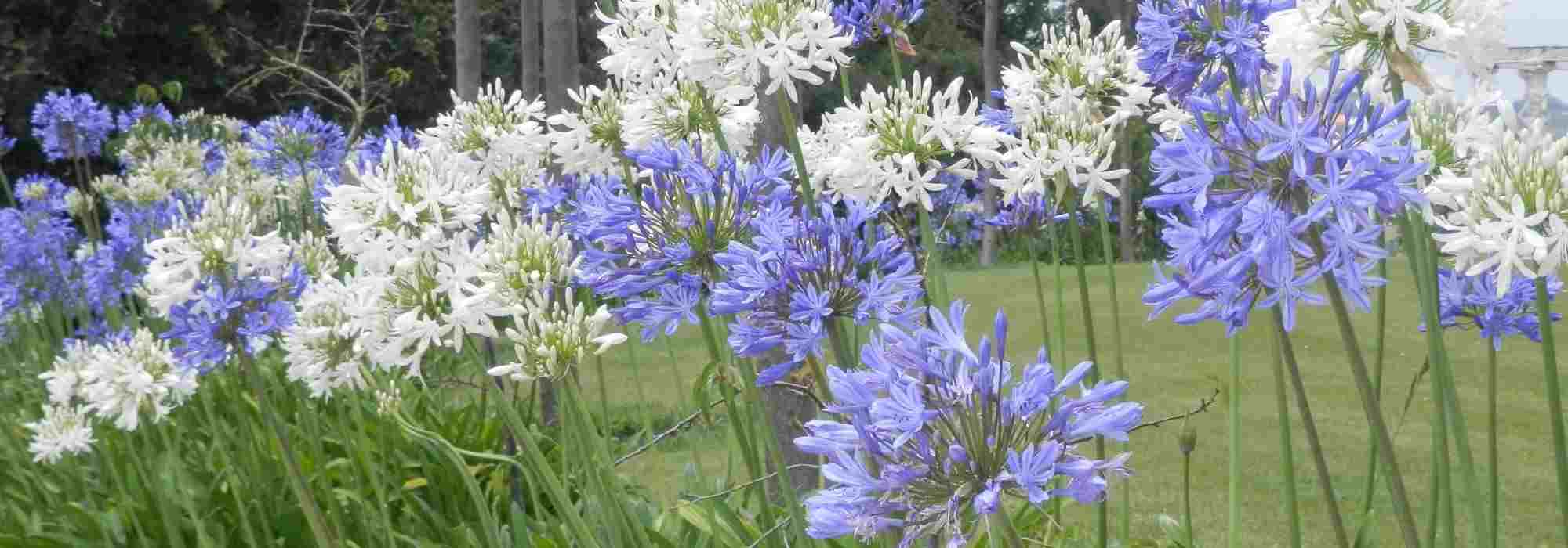 Les Agapanthes persistantes