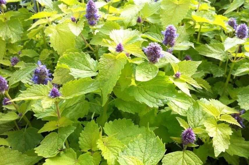 agastache fenouil, vivace odorante feuillage jaune