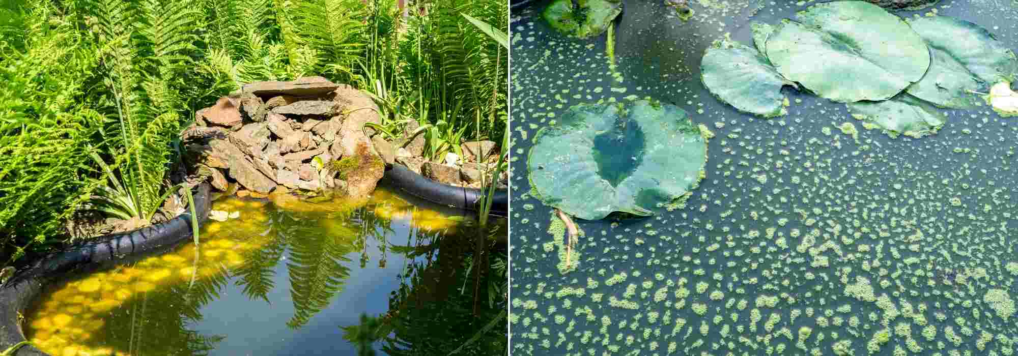 Produit anti phosphate pour piscine naturelle, écologique ou biologique   Anti phosphate et anti algue - solution contre la prolifération des algues