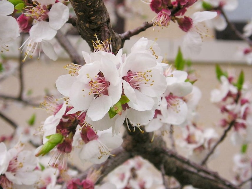 amandier prunus dulcis