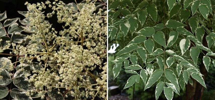 Aralia elata, Angélique en arbre floraison fin été