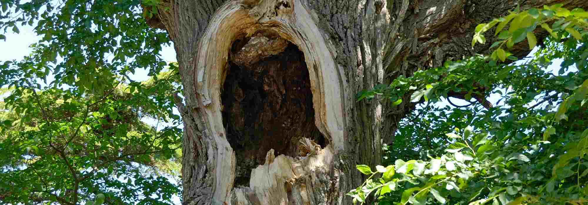 Une Plante Qui Pousse Sur Une Souche D'arbre