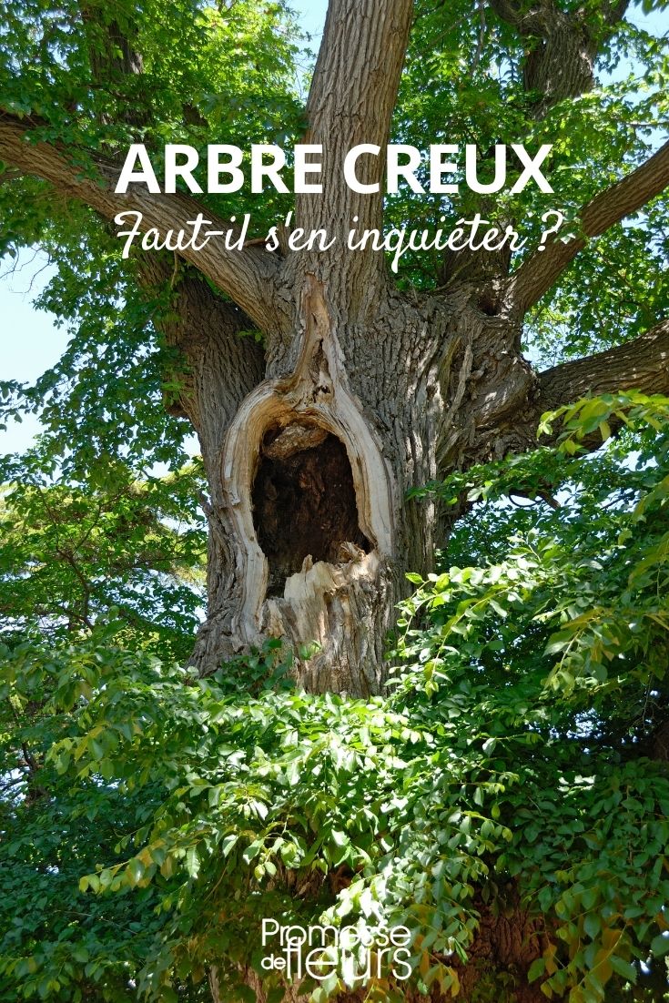 Arbre creux : que faire et doit-on intervenir ? - Promesse de Fleurs