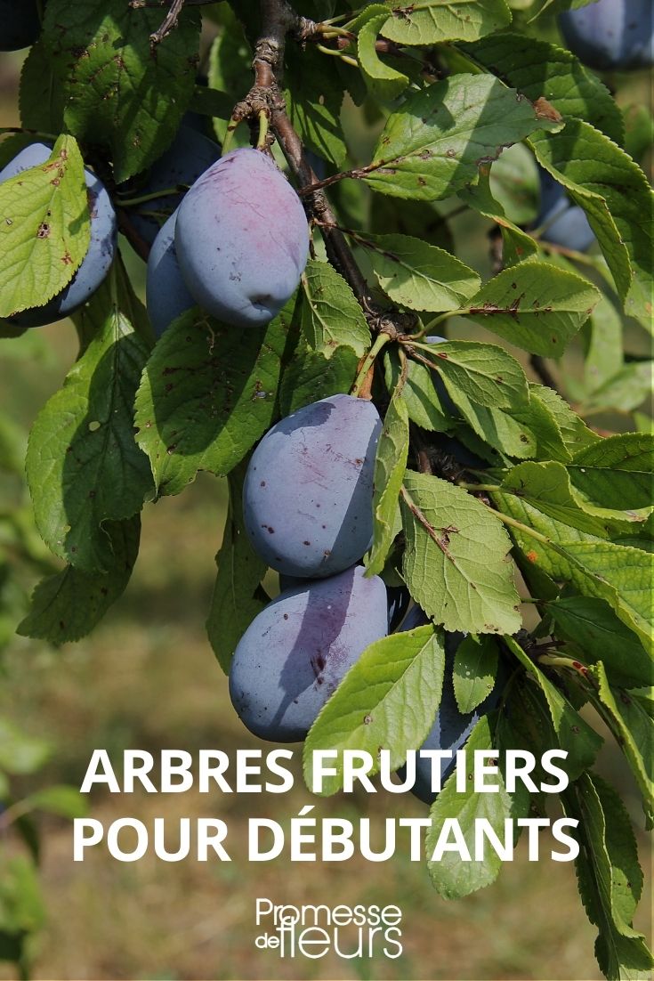 arbres fruitiers pour débutants