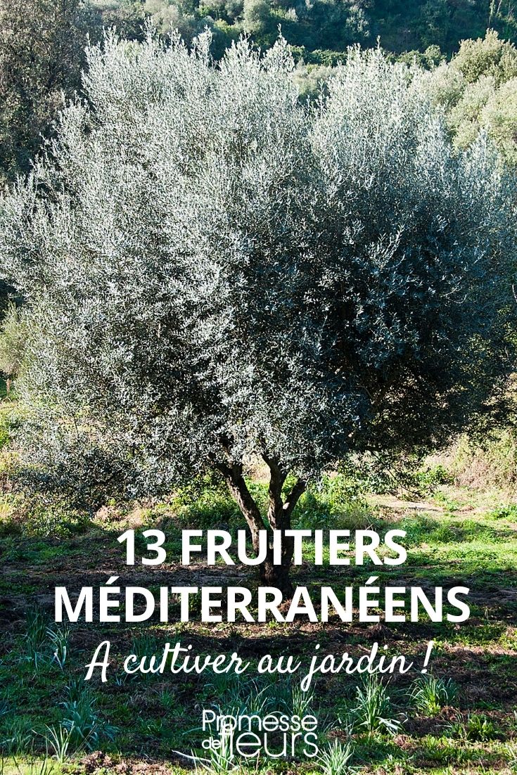 13 arbres fruitiers méditerranéens