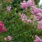 6 arbustes à floraison de fin d’été