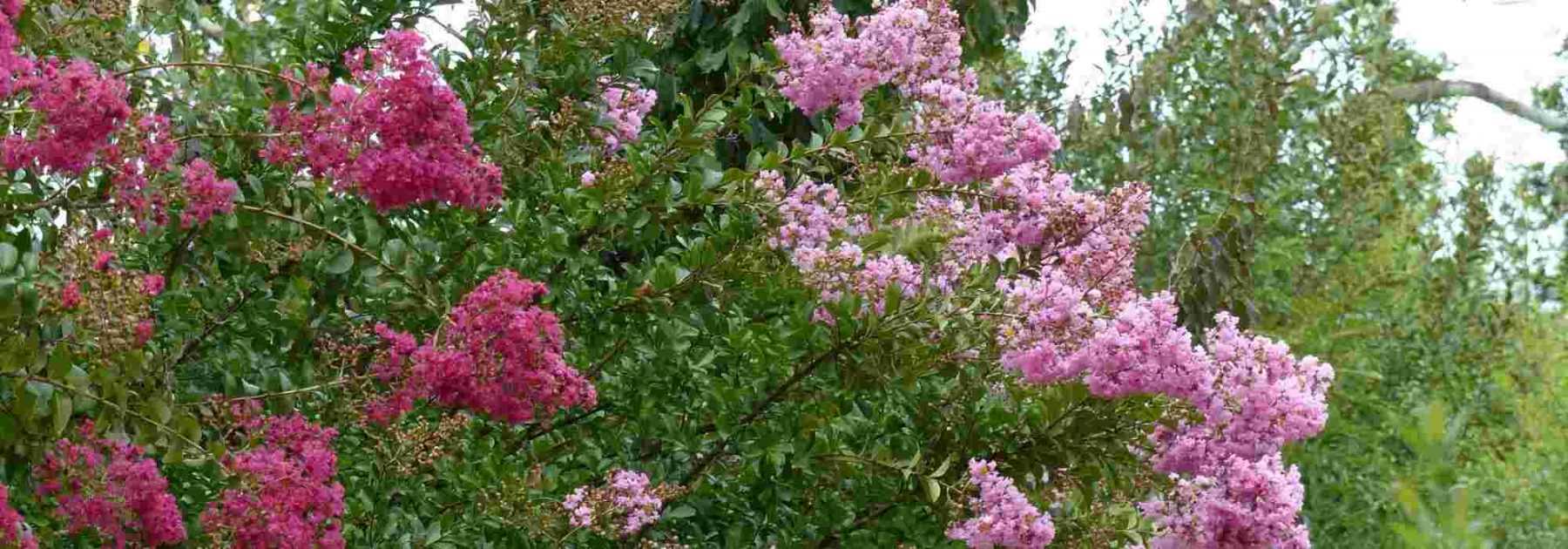 6 arbustes à floraison de fin d’été