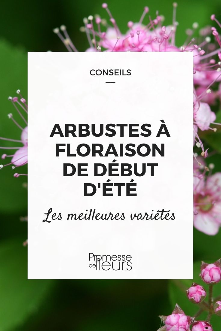 arbustes en fleurs en début d'été