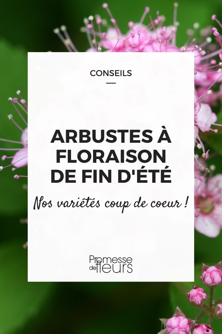 arbustes à floraison fin d'été