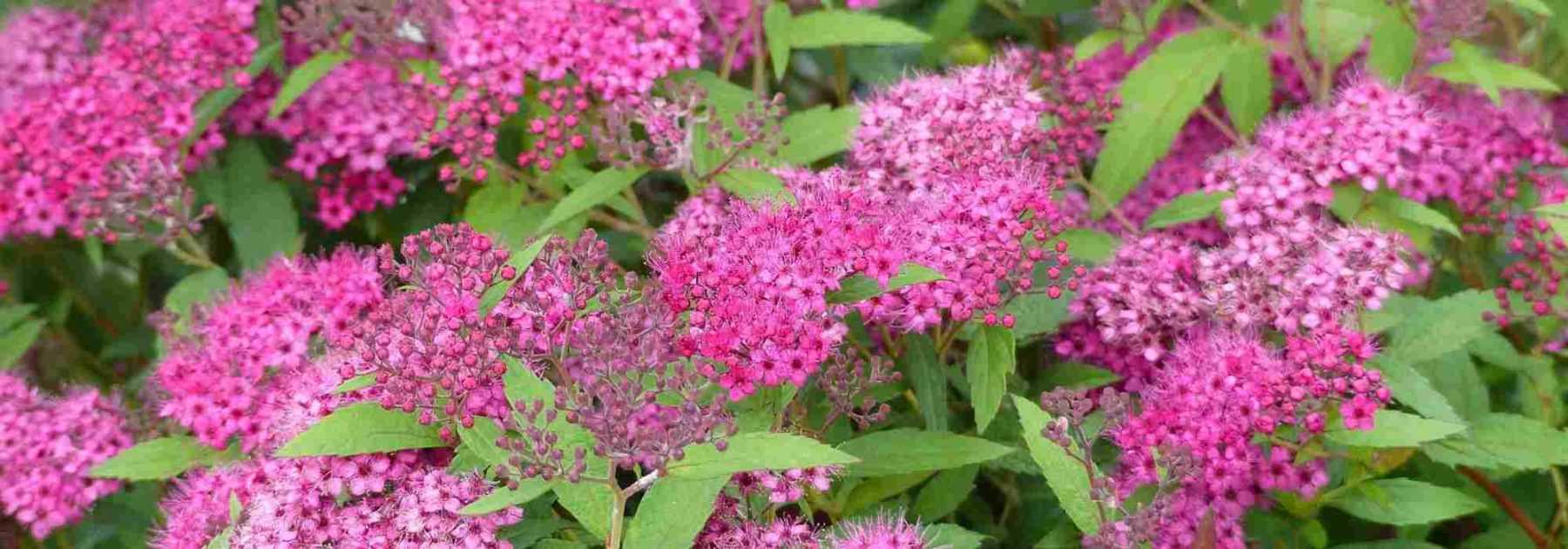 5 arbustes à floraison de début d’été