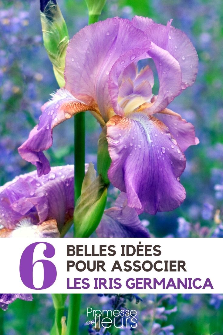 Iris germanica : 6 idées d'associations réussies ! - Promesse de Fleurs