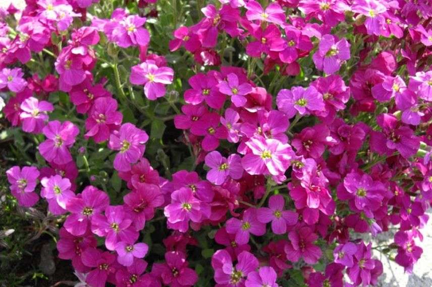 Aubriète rocaille, plante de rocaille alpine