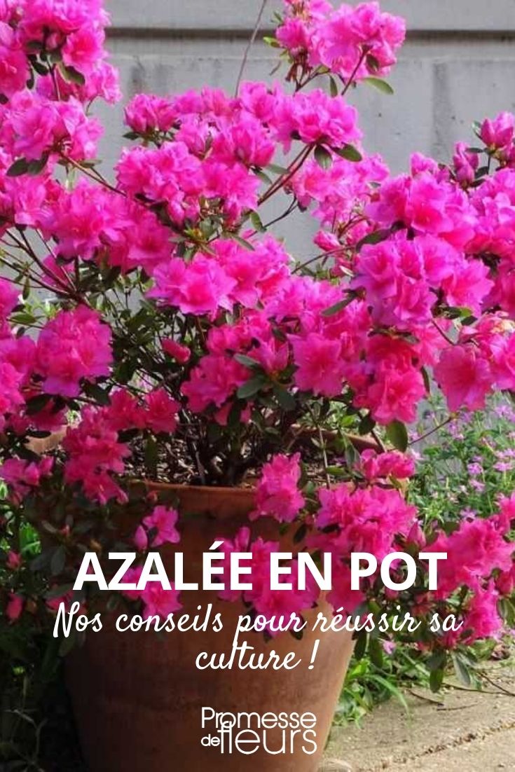 cultiver une azalée en pot