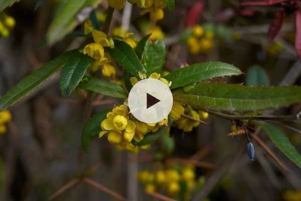 Le Berberis julianae : un arbuste tout terrain