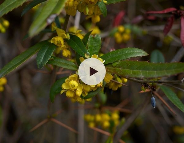 Le Berberis julianae : un arbuste tout terrain