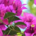 Comment hiverner un bougainvillier ?