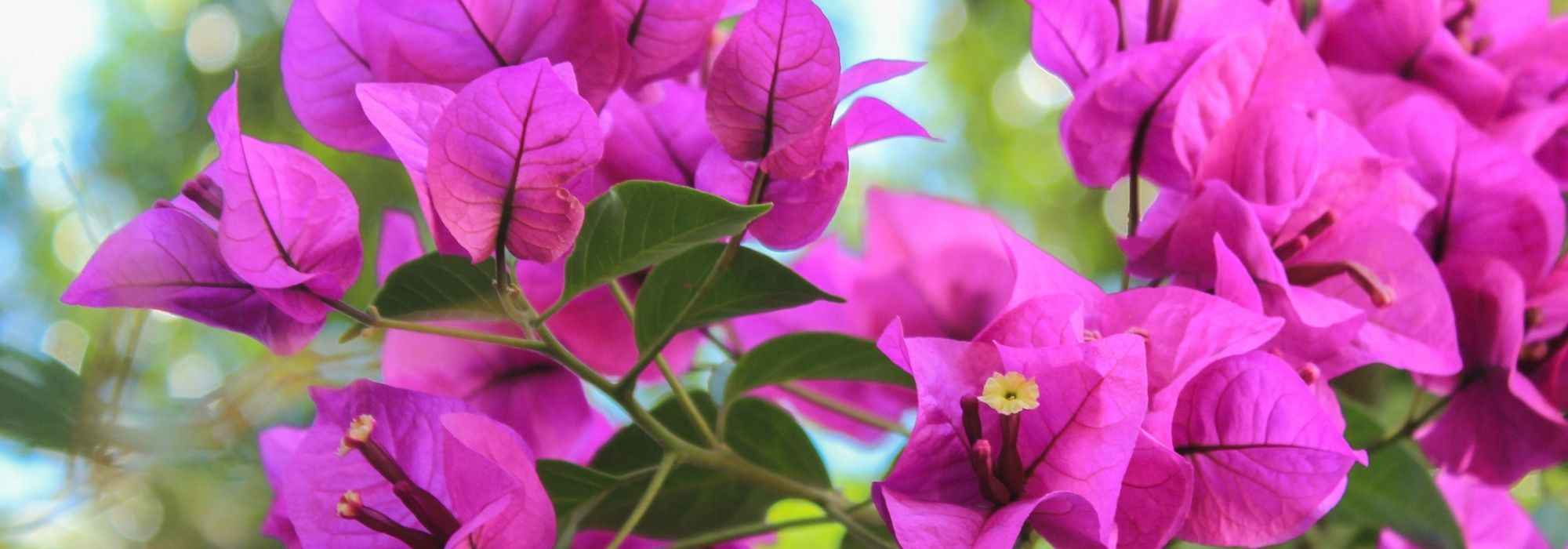 Comment hiverner un bougainvillier ?