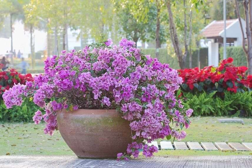 période hivernage bougainvillier en pot