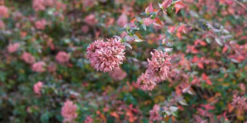 bouturer abelia