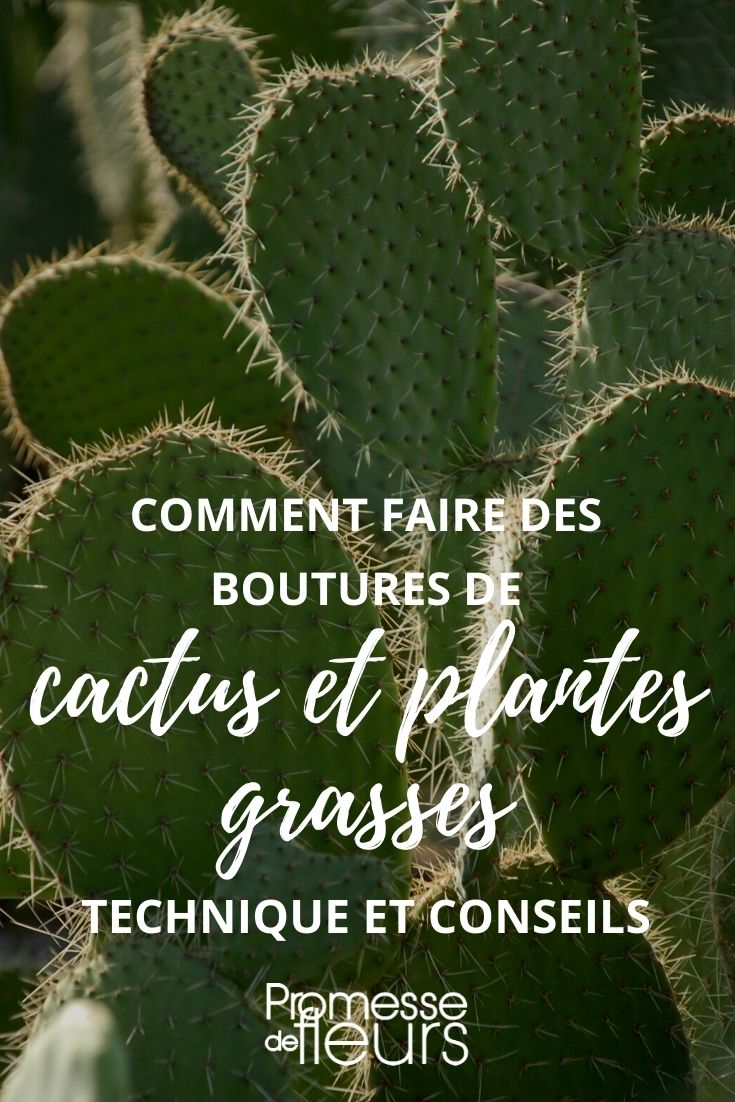 bouturer les cactus et plantes plantes grasses