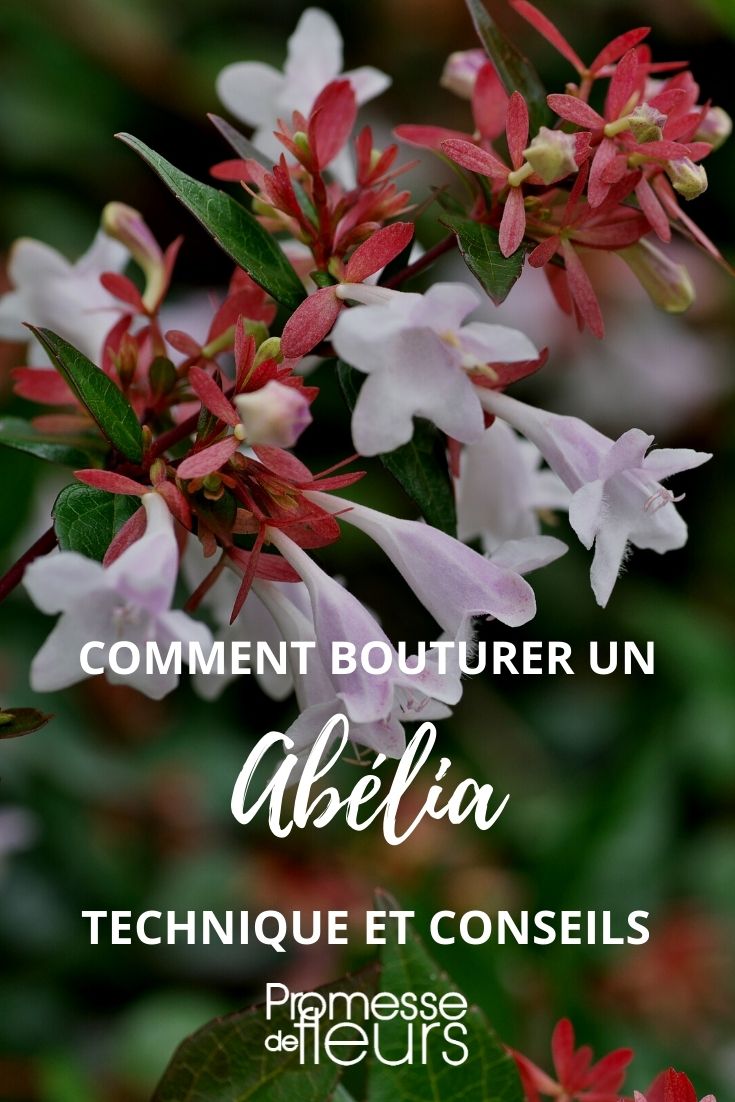 bouturer un abélia