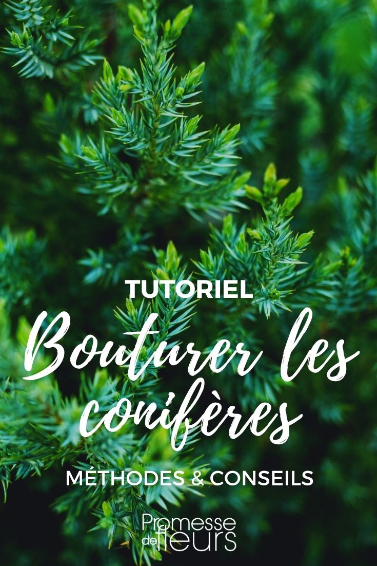 bouturer les conifères