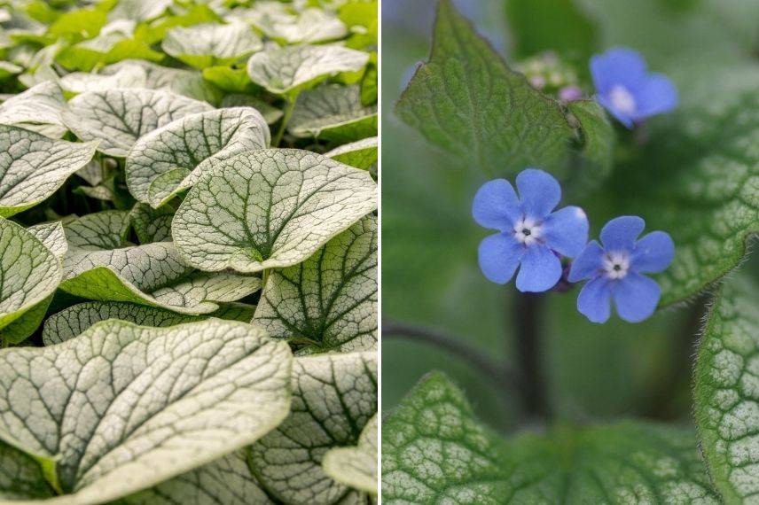 buglosse de Sibérie, myosotis du caucase à feuillage panaché