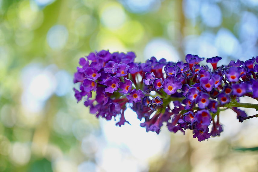 buddleia