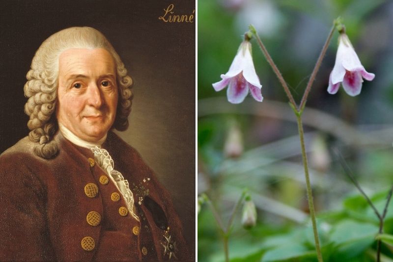 Carl Von Linné naturaliste, nomenclature botanique