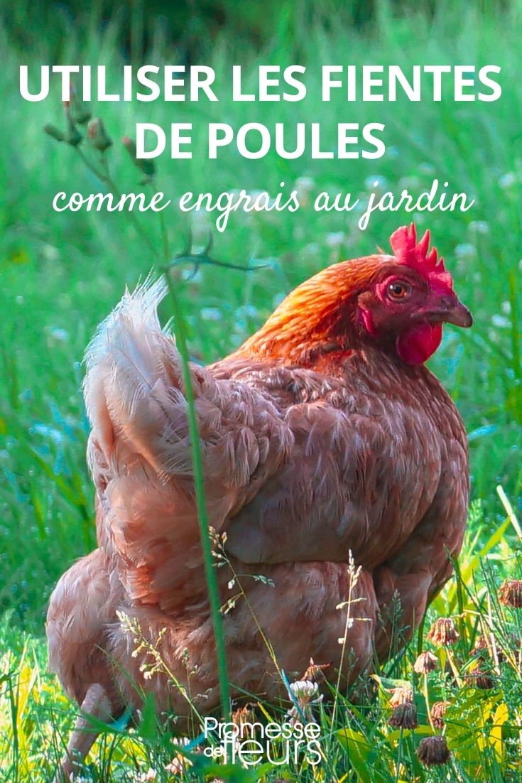 Selle de poulet grande. Pour les très grosses poules. -  France