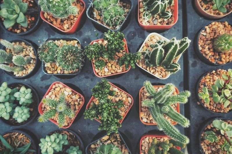 bouturer cactus, bouture plante grasse