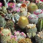 Bouturer les cactus et les plantes grasses