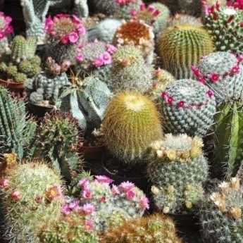 Bouturer les cactus et les plantes grasses