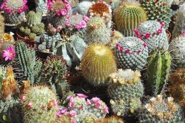 Bouturer les cactus et les plantes grasses