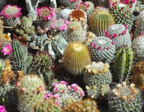 7 cactus et plantes grasses emblématiques - Promesse de Fleurs