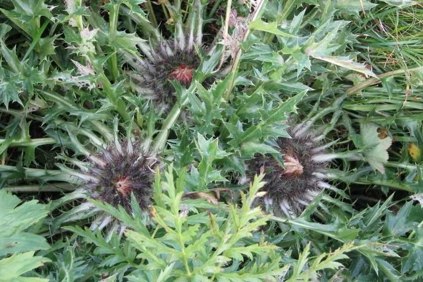 Culture des plantes alpines et de rocaille