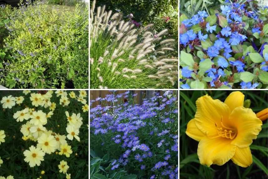 association caryoptéris, jardin bleu et jaune