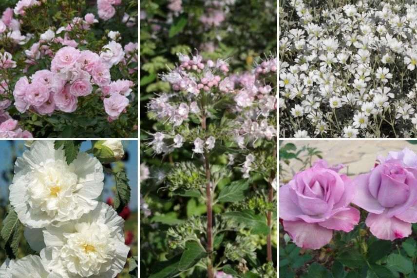 associer le caryoptéris, jardin romantique