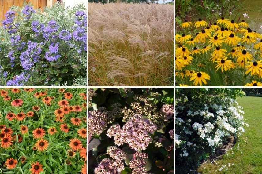 idées associer caryoptéris, jardin à l'anglaise