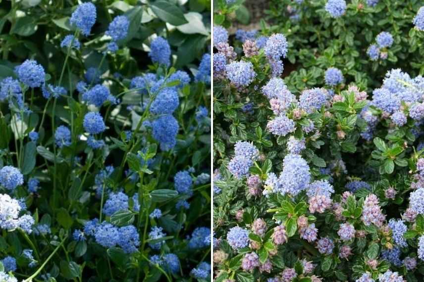 Céanothe, Lilas de Californie, floraison bleue fin de printemps