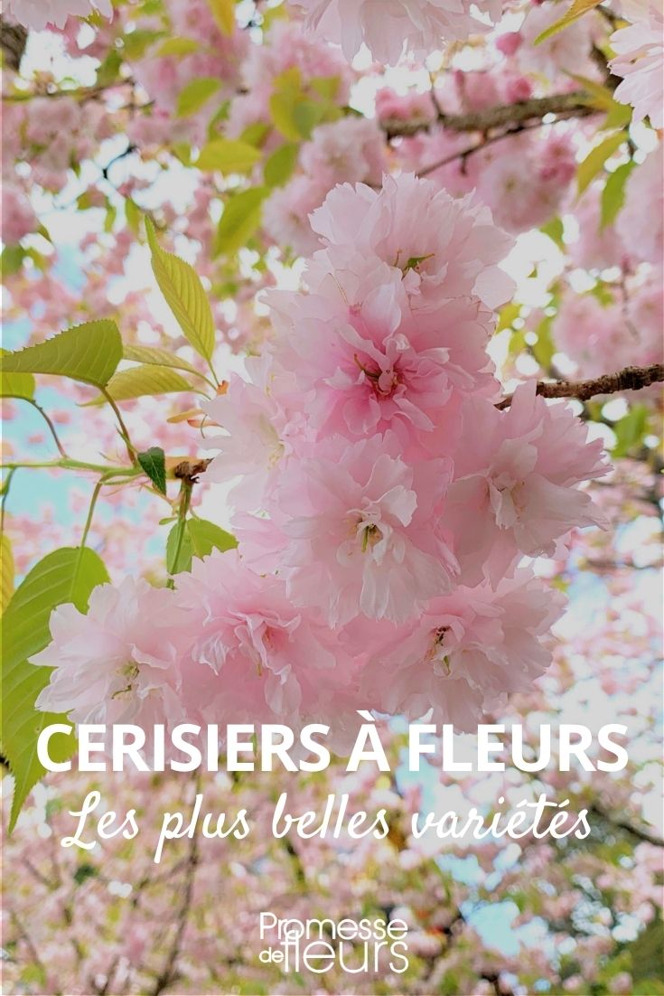 Notre sélection de cerisiers à fleurs