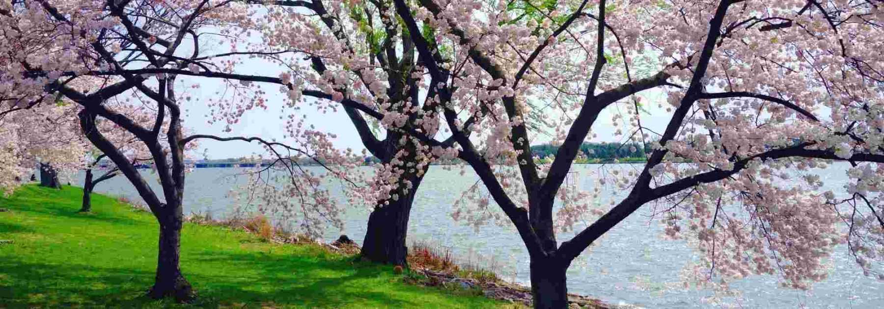 Cerisiers à fleurs : les plus belles variétés