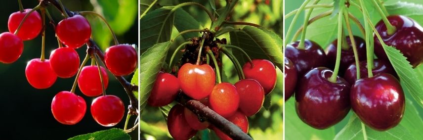 quelles variétés pour cerises séchées