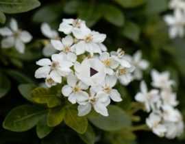 Le Choisya ternata, remarquable en toutes saisons
