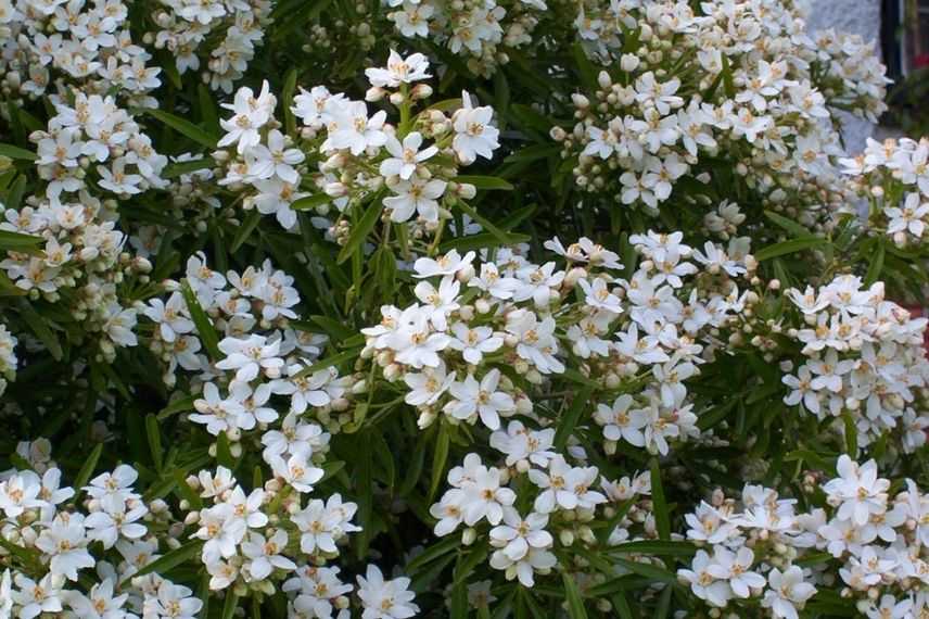 Oranger du Mexique, arbuste floraison parfumée fin printemps