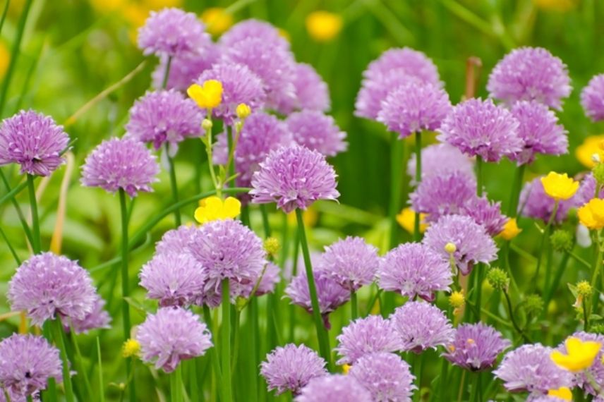 La ciboulette aussi esthétique dans une jardinière aromatique que délicieuse dans les salades !