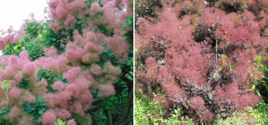 arbre à perruque floraison estivale, arbuste floraison début d'été